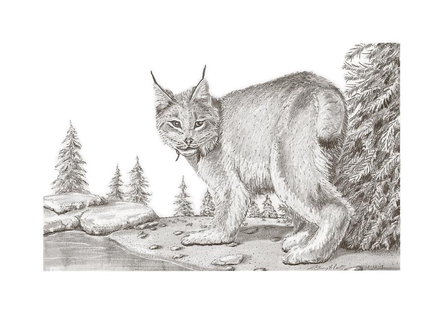 Lynx